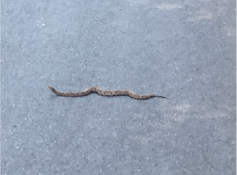 Screen Shot 2016-08-17 at 9.52.43 AM